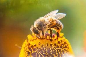 honingbij bedekt met geel stuifmeel drinken nectar, bestuivende bloem. inspirerende natuurlijke bloemen lente of zomer bloeiende tuin achtergrond. leven van insecten, extreme macro close-up selectieve focus foto