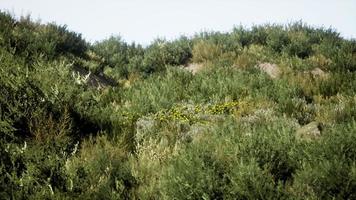 strandduinen met lang gras foto