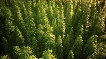 gebied van groene mediale cannabis foto
