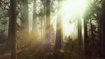 fantasie vuurvlieg lichten in het magische bos foto