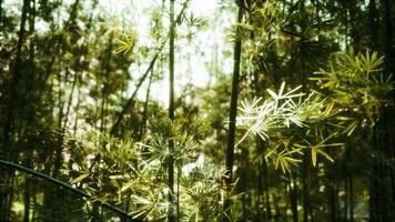 8k Aziatisch bamboebos met zonlicht foto
