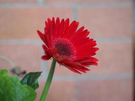 rode gerbera madeliefjebloem foto