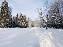 winter in pavlovsky park witte sneeuw en koude bomen foto