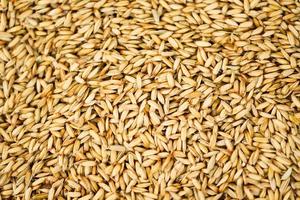 padie textuur achtergrond, droge zaad rijst biologische padie landbouwproducten uit thailand aziatisch voor voedsel. foto