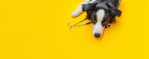 puppy hondje border collie en stethoscoop geïsoleerd op gele achtergrond. kleine hond bij de receptie bij de dierenarts in de dierenartskliniek. huisdier gezondheidszorg en dieren concept banner foto