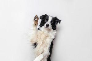 grappige studio portret van schattige lachende puppy hondje border collie geïsoleerd op een witte achtergrond. nieuw lief lid van de familie kleine hond staren en wachten op beloning. grappige huisdieren dieren leven concept. foto