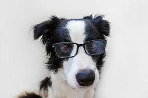 grappige studio portret van lachende puppy hondje border collie in brillen geïsoleerd op een witte achtergrond. kleine hond die in een bril staart. terug naar school. coole nerd-stijl. grappige huisdieren dieren leven concept. foto