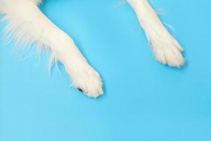 grappige puppy hond border collie poten close-up geïsoleerd op blauwe achtergrond. dierenverzorging en dieren concept. hond voet been bovenaanzicht. plat lag kopie ruimte plaats voor tekst. foto