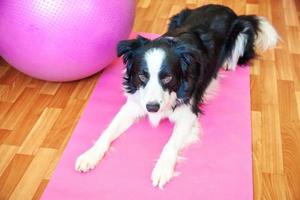 grappige hond border collie die yogales binnen beoefent. puppy doet yoga asana pose op roze yoga mat thuis. rust en ontspanning tijdens quarantaine. thuis sporten in de sportschool. foto
