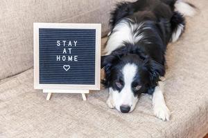 blijf thuis. grappig portret van schattige puppyhond op de bank met inscriptie op het bord blijf thuis. nieuw lief gezinslid hondje thuis binnenshuis. dierenverzorging dierenleven quarantaine concept. foto