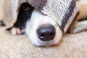 blijf thuis. grappig portret van puppy hondje border collie liggend op de bank onder plaid binnenshuis. hond neus steekt uit onder plaid close-up. dierenverzorging dierenleven quarantaine concept. foto