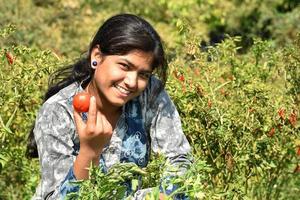 gelukkige jonge vrouw die verse tomaten plukt of onderzoekt op een biologische boerderij of in het veld foto