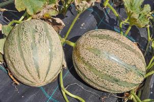 groene meloen cucumis melo fruit, gezond vegetarisch eten foto