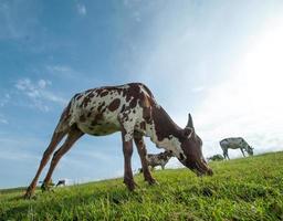 koeien grazen op weelderig grasveld foto