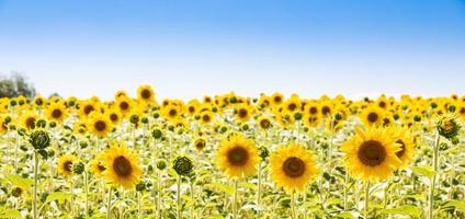 zonnebloemen veld in italië. schilderachtige platteland in Toscane met blauwe lucht. foto