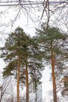 toppen van groene dennenbomen in het winterpark foto