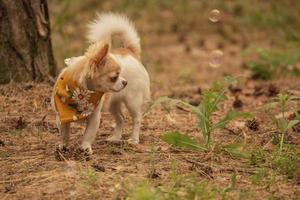 chihuahuahond in het bos. mini rasechte hond. dier, huisdier. foto