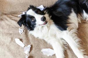 ondeugende speelse puppy hondje border collie na kattenkwaad bijten wc-papier liggend op de bank thuis. schuldige hond en vernielde woonkamer. beschadig rommelig huis en puppy met een grappige schuldige blik. foto