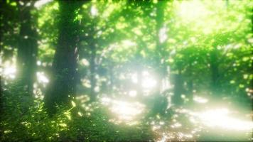 zonlicht in het groene bos foto