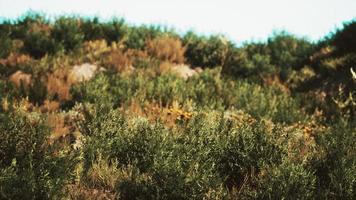 strandduinen met lang gras foto