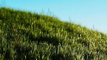 groen vers gras als mooie achtergrond foto