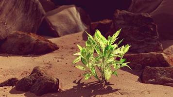 groene plant op zandstrand foto