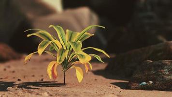 groene plant op zandstrand foto