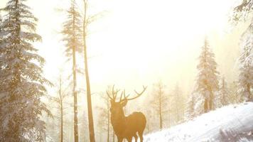 trots edel hertenmannetje in het bos van de wintersneeuw foto