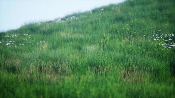 groene heuvels met vers gras en wilde bloemen in het begin van de zomer foto