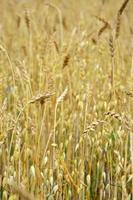 tarwe veld. rogge veld. gouden oren. foto