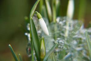 detail van Europese plant sneeuwklokje en wazig transparant ijs oppervlak in de groene tuin. foto