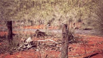 Australische struik met bomen op rood zand foto