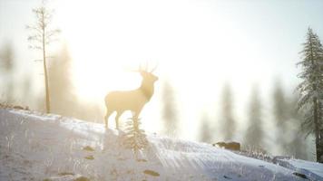 trots edel hertenmannetje in het bos van de wintersneeuw foto