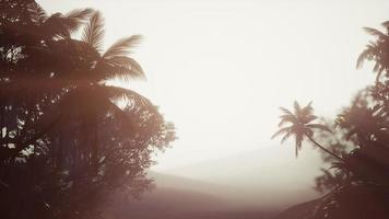 tropisch palm regenwoud in mist foto