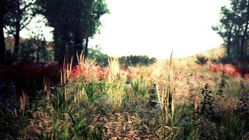 schilderachtig levendig groen boslandschap met weide foto