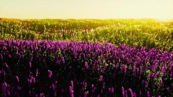 mooie zomerweide met wilde bloemen in gras tegen ochtendgloren foto