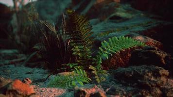 heldergroene varens bladeren op rots foto