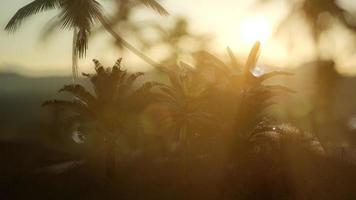 uitzicht op de palmbomen in de mist foto