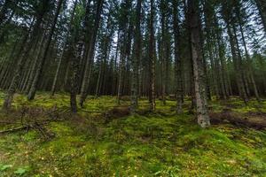 bos met dichte groene bosbodem in de bergen foto