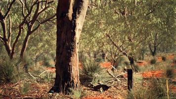 Australische struik met bomen op rood zand foto