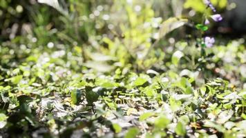 close-up van een plant in tropische jungle foto