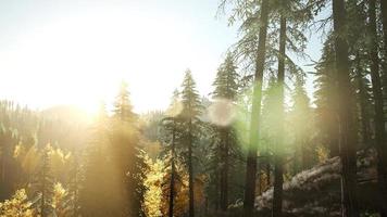 zon schijnt door pijnbomen in bergbos foto