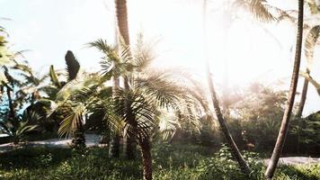 mistig regenwoud en felle zonnestralen door takken van bomen foto