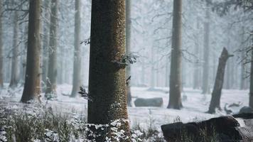 bevroren winterbos in de mist foto