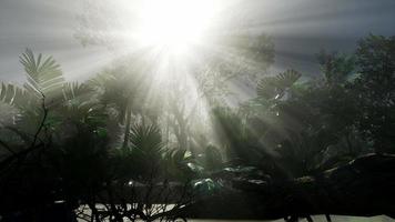 zonsondergang stralen door palmbomen foto