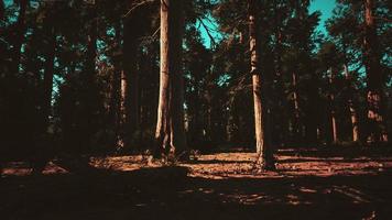 beroemd sequoiapark en gigantische sequoiaboom bij zonsondergang foto