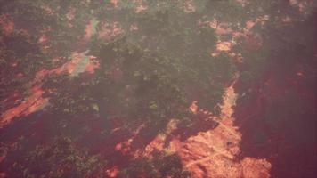 drone schoot luchtfoto of weg in oude bosbossen foto
