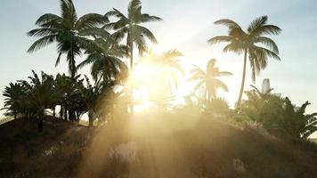 zonsondergang stralen door palmbomen foto