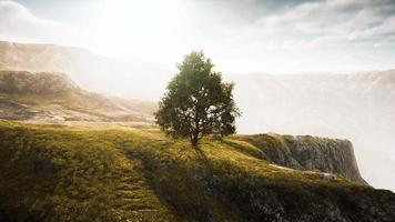 panoramisch landschap met eenzame boom tussen groene heuvels foto