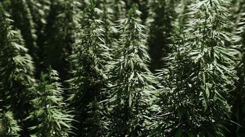 groene canabis op marihuanaveldboerderij foto